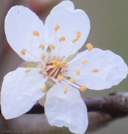 Cherry Plum