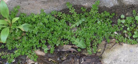 Small Cleavers