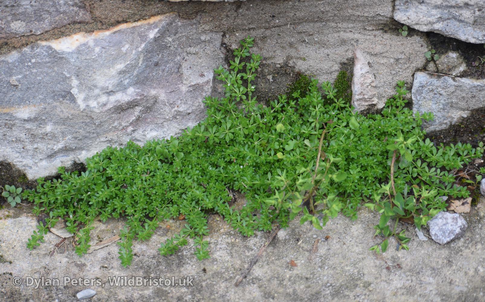 Small Cleavers (*Galium murale*), Trym Rd, Westbury-on-Trym, 11.02.26.
