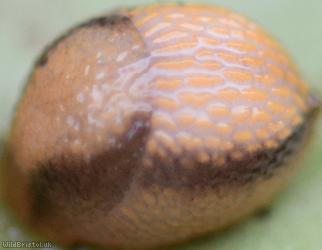 image for Durham Slug