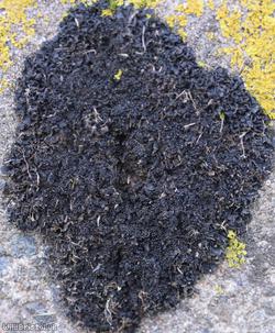 Crinkled Pulp Lichen