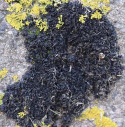 Crinkled Pulp Lichen