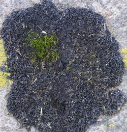 Crinkled Pulp Lichen