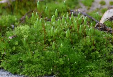 Capillary Thread-moss