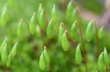 Capillary Thread-moss