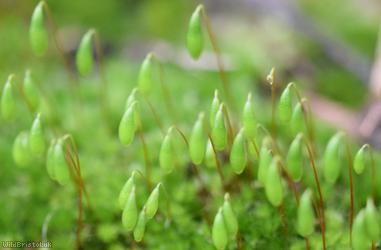 Capillary Thread-moss