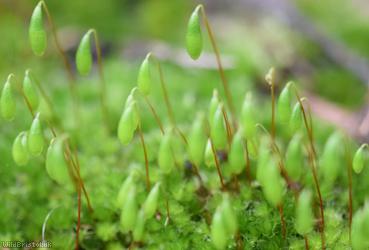 Capillary Thread-moss
