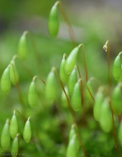 Capillary Thread-moss