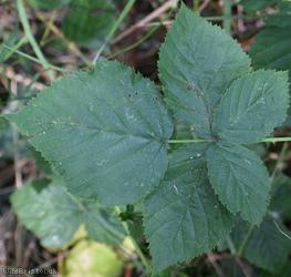 image for Babingtonian Bramble