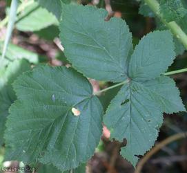 Babingtonian Bramble