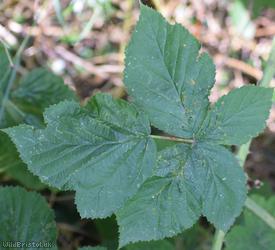 Babingtonian Bramble