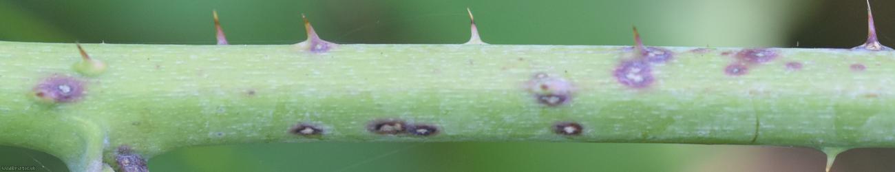 Babingtonian Bramble