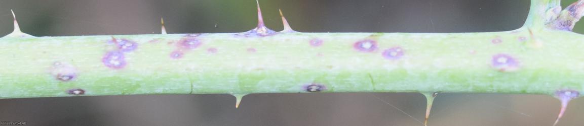 Babingtonian Bramble