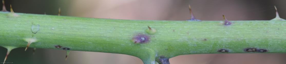 Babingtonian Bramble