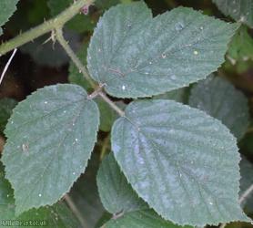 image for Scabrous Bramble