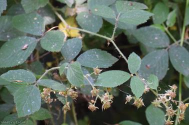 Scabrous Bramble