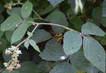 Scabrous Bramble