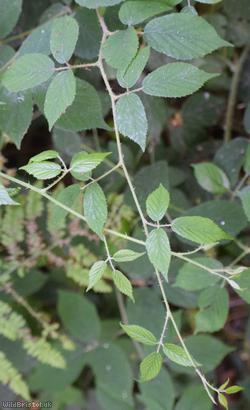 Scabrous Bramble