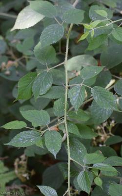 Scabrous Bramble