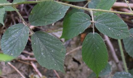 Scabrous Bramble
