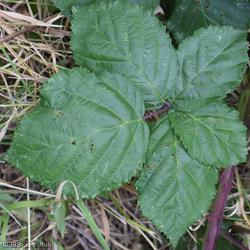 Giant x Hind's Bramble