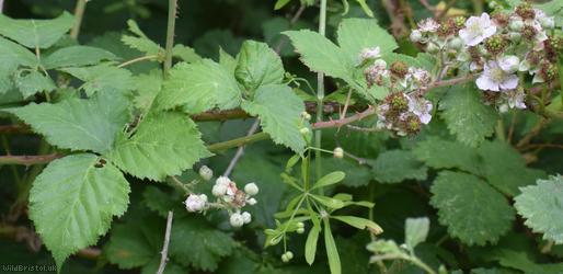 Giant x Hind's Bramble