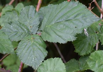 Giant x Hind's Bramble