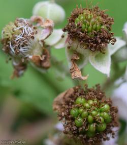 Giant x Hind's Bramble