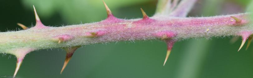 Giant x Hind's Bramble