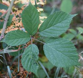 Villose Bramble