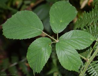 Villose Bramble