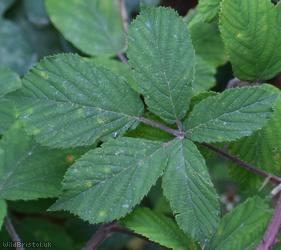 image for Villose Bramble