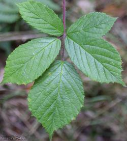 Villose Bramble