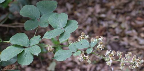East Anglian Bramble