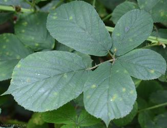 East Anglian Bramble