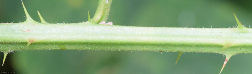 East Anglian Bramble