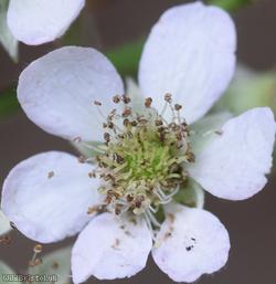 East Anglian Bramble