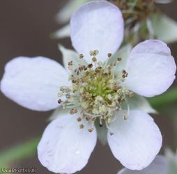 East Anglian Bramble