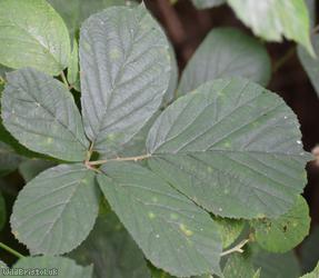 East Anglian Bramble
