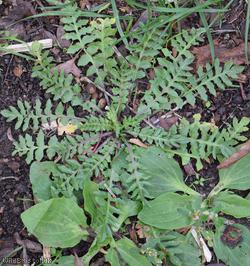 Shepherd's-purse type 70