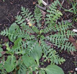 Shepherd's-purse type 70