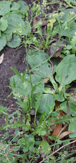 Shepherd's-purse type 70