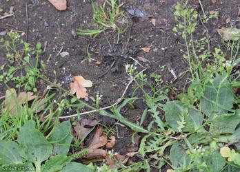 Shepherd's-purse type 70