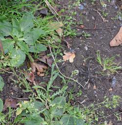 Shepherd's-purse type 70