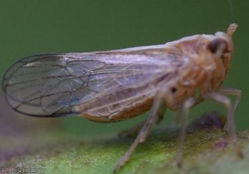 Muellerianella fairmairei