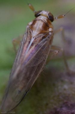 Muellerianella fairmairei