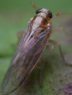 Muellerianella fairmairei