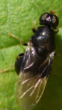 image for Dark-winged Black