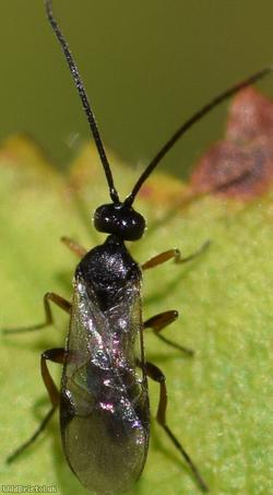 image for Microgastrinae Unidentified 6