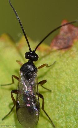 Microgastrinae Unidentified 6